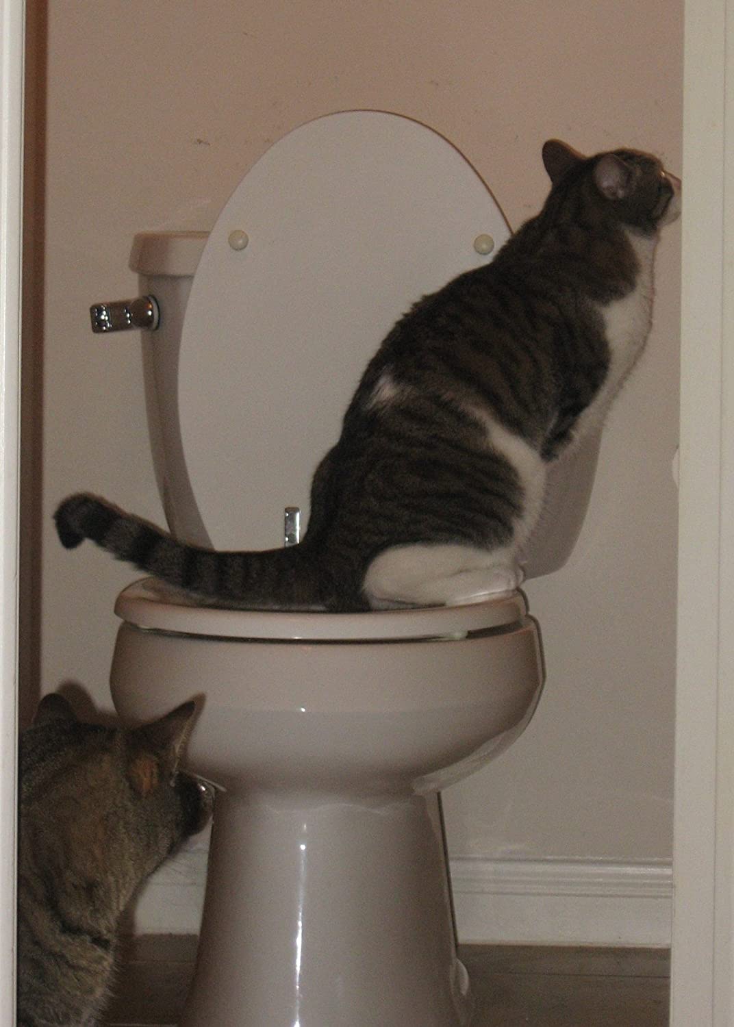 CitiKitty As Seen on Shark Tank Cat Toilet Training Kit CARTUP INN